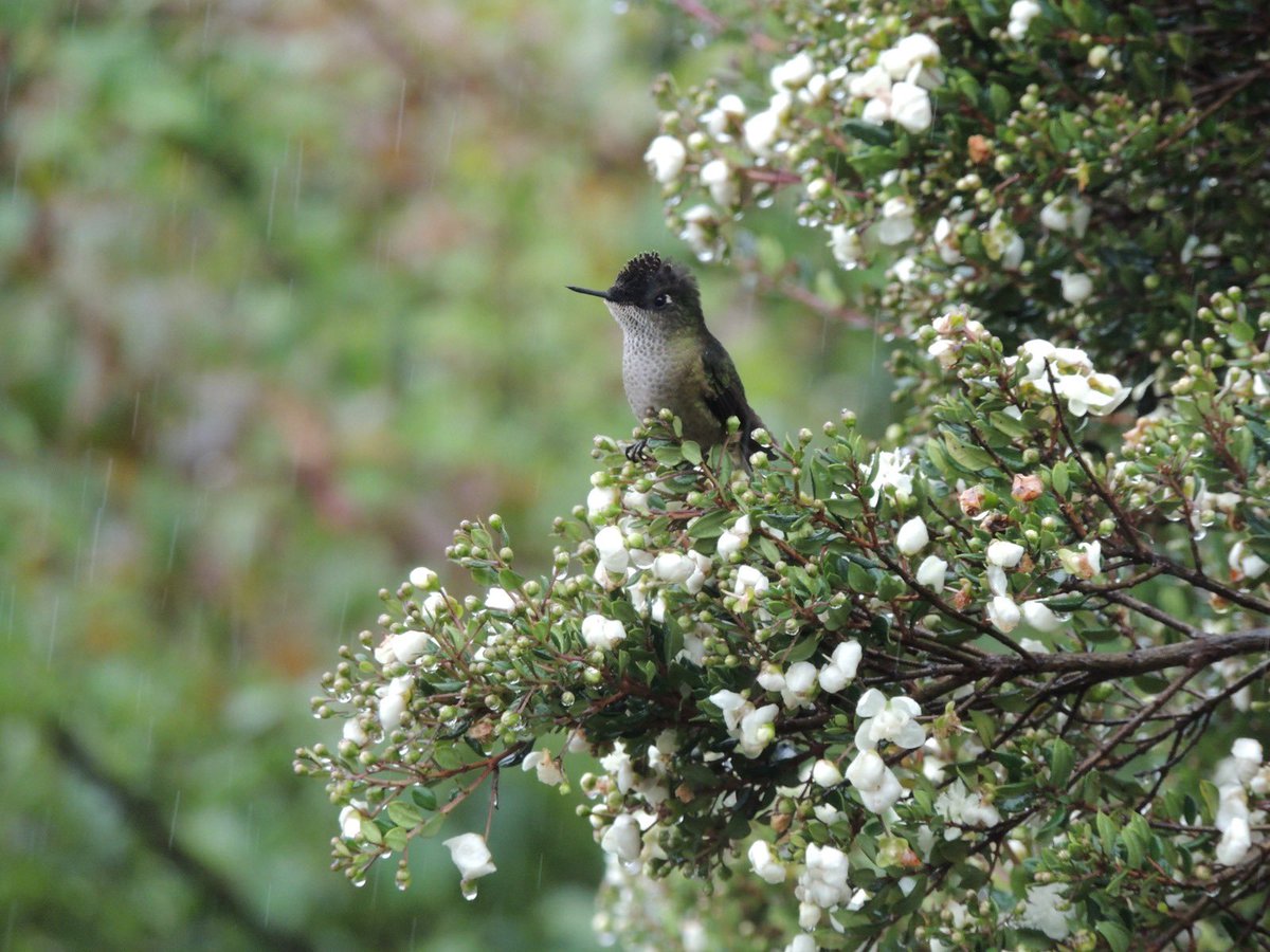 ChilotaElo's tweet photo. Que linda mezcla Colibrí, arrayán florido y lluvia #Chiloé

Lo esperé hasta que volvió a la ramita…Amé el resultado🌱 https://t.co/hXXTLXQCkJ