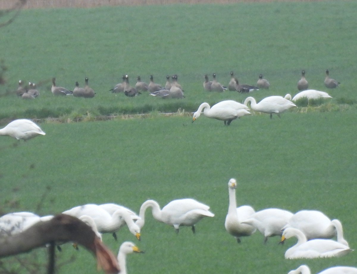 Some birding around the fylde coast with <a href="/DaveyManMcG/">DaveyManMcG</a> and varied weather. Highlights being black redstart, shag, white fronts, little owl <a href="/FyldeBirdClub/">Fylde Bird Club</a>