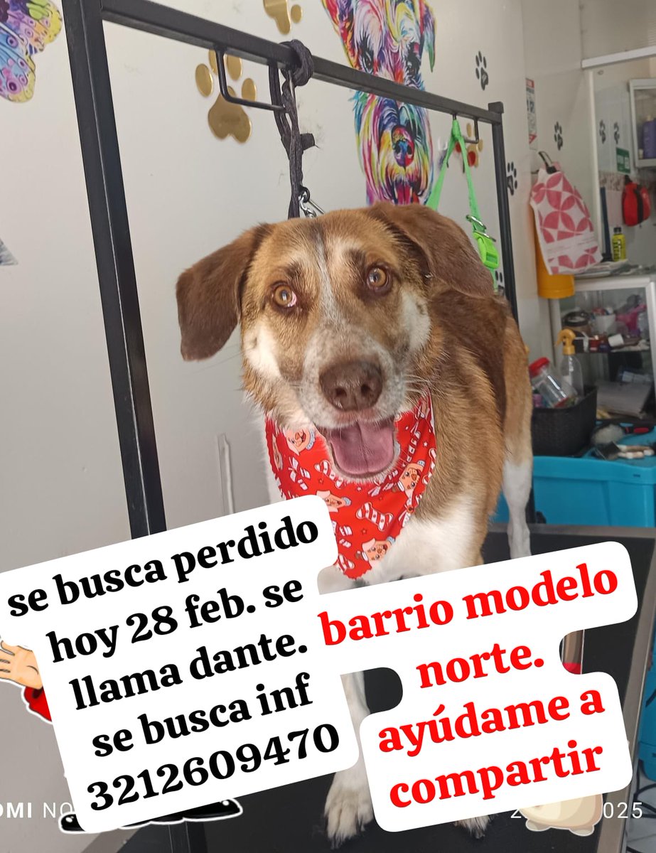 Amigos en BOGOTÁ. 
Nos ayudan por favor?
Barrio Modelo Norte. Localidad Barrios Unidos. La familia busca su mascota. 
Graaaciaaaaasss