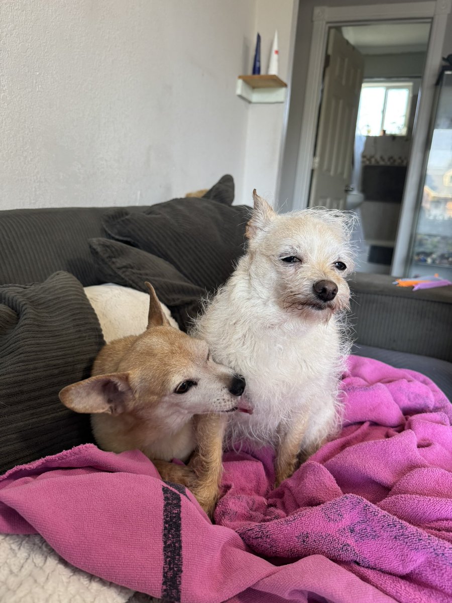 Kona took a bath today 🛁