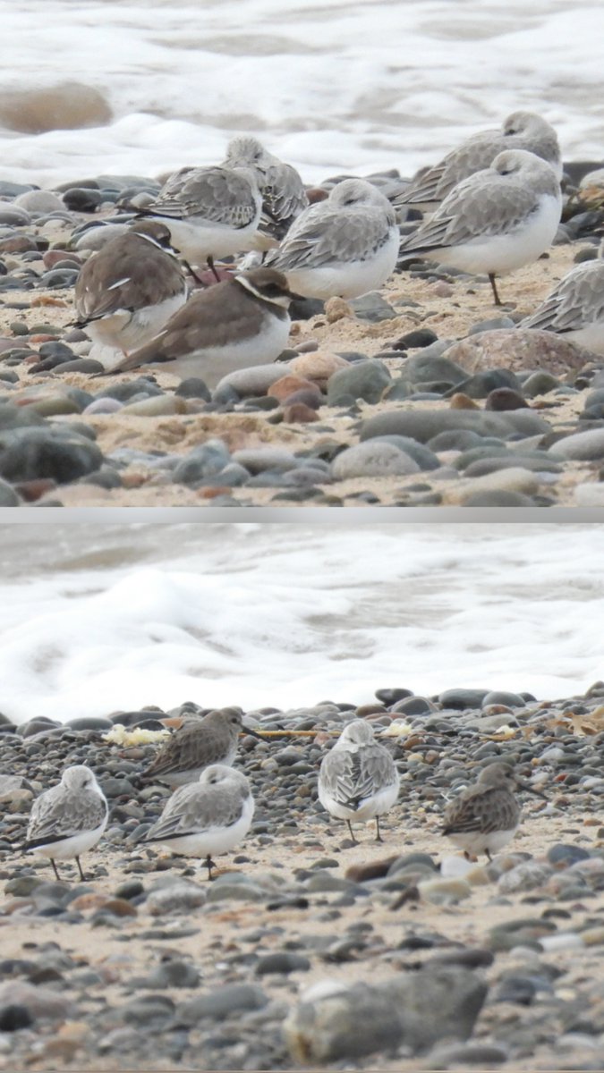 Some more bits around the <a href="/FyldeBirdClub/">Fylde Bird Club</a> with <a href="/DaveyManMcG/">DaveyManMcG</a>  includes red brested mergs, eiders, whoopers Sanderlings, ringies and dunlins
