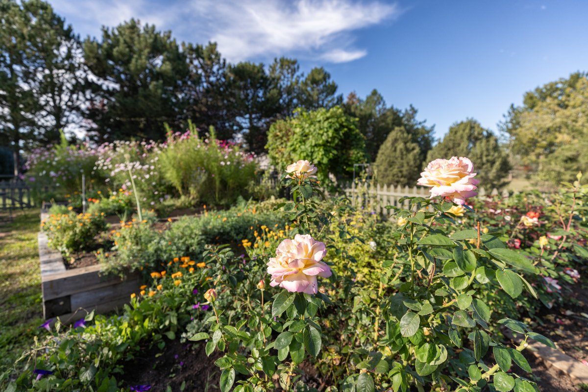 NancyB_Realtor's tweet photo. ✨2 OPEN HOUSES✨Garden and nature lovers - this property is for you! 
8726 Crimson Clover Lane | Longmont
4 bedrooms, 4 bathrooms, 3927 sf
Open Saturday (today): 11 - 1:30pm
Open Sunday: 1 - 3pm https://t.co/LfajXj5Hmt