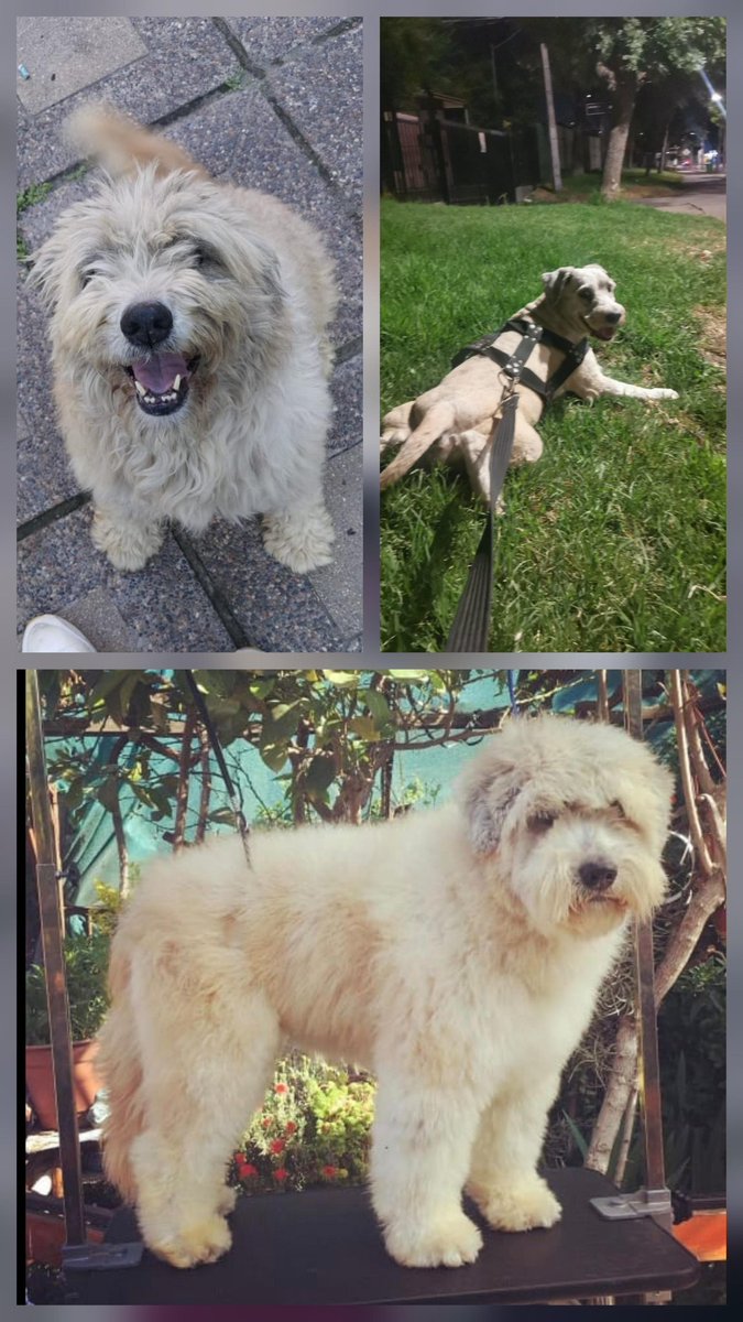 camilalbapaz's tweet photo. Perro perdido en el sector de Santa Julia con Williams King, comuna de La Florida.
Su nombre es Niebla, tiene 13 años, no está acostumbrado a andar solo.
Contactar a +56988954198 o a +56942390446. https://t.co/crVN3CIEbn