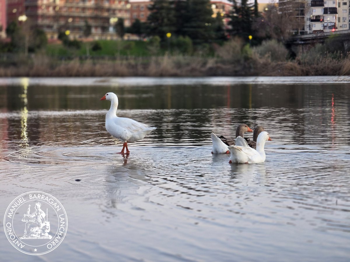 AMBLancharro's tweet photo. En el #Guadiana, #Badajoz. https://t.co/2NJAspZnac