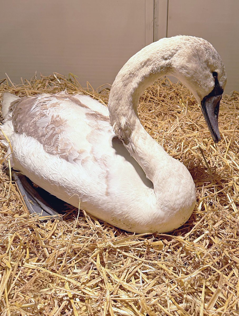 Yorkshire Swan & Wildlife Rescue Hospital tweet media