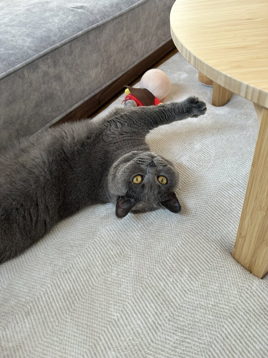 グリとグラとジル🐾 tweet media