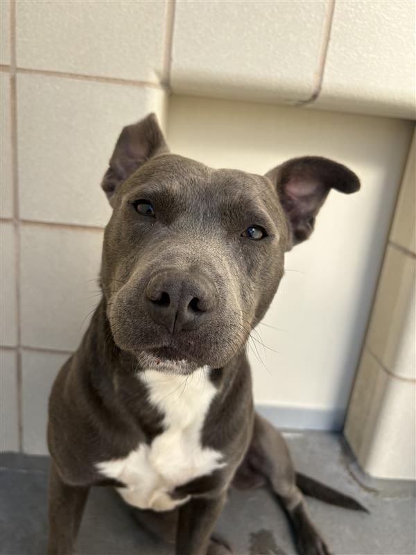 I'm OMAHA #A385058 2yo
"I'M GETTING WORRIED😟 a dog said I might b KILLED😬
WHY would they do that,I have done nothing wrong!"
He has been the best baby,so easy going &amp; eager to plz
I'd give anything to have a 🏡 
Save him by #ADOPT #FOSTER OR #PLEDGE FOR LIFE #CORPUSCHRISTI #TX