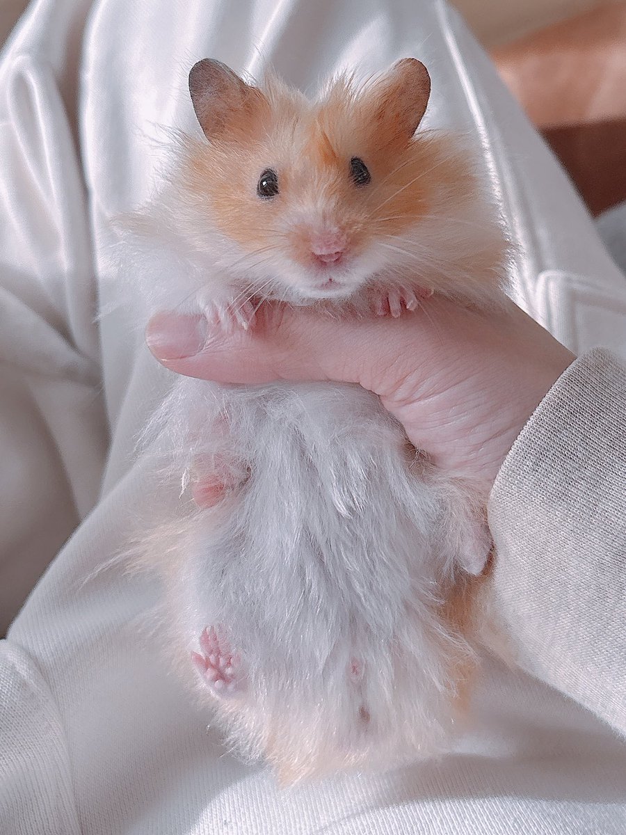 Post by ハムちゃん🐹 on X: みのむし