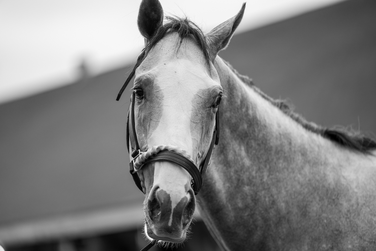 America'sBestRacing tweet media