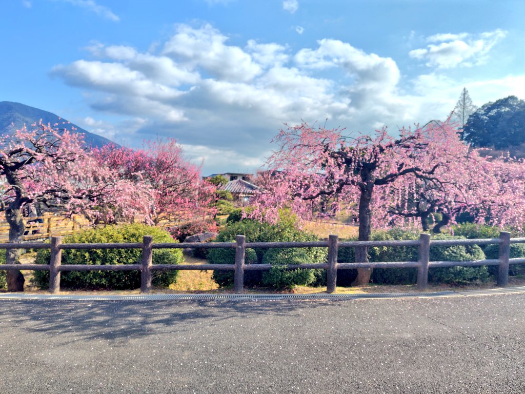 k_nmha's tweet photo. #花農丘公園梅フォトコンテスト2026 https://t.co/lOCexWQsyc