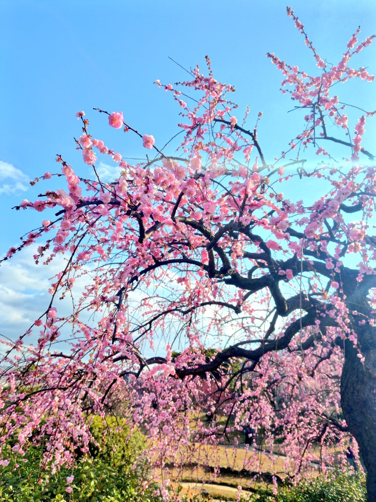 k_nmha's tweet photo. #花農丘公園梅フォトコンテスト2026 https://t.co/lOCexWQsyc
