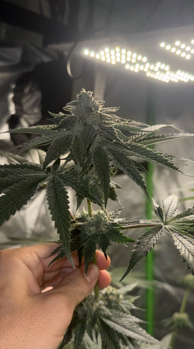 TK x Key Lime Pie heavy on the TK 🤜🤛💤