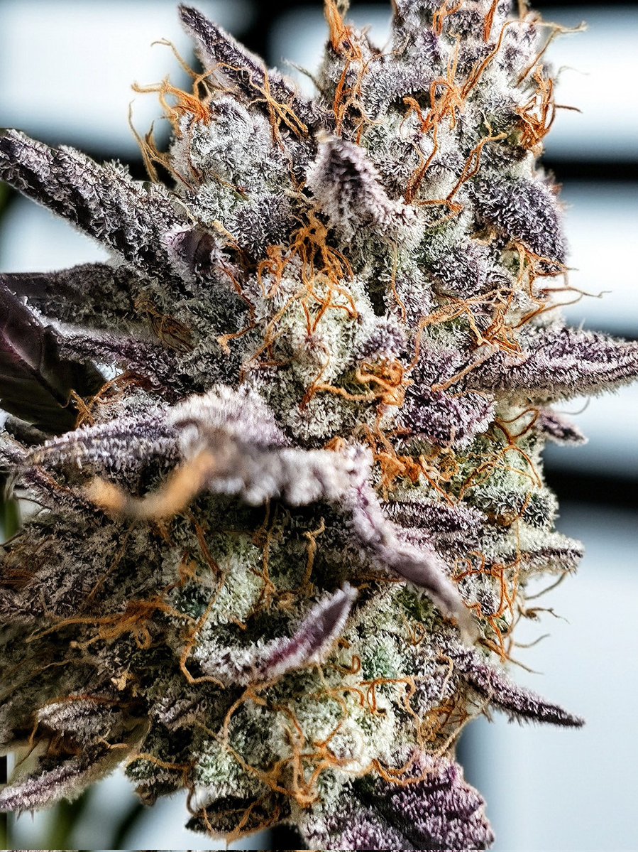 TheHouseitsGreen tweet media