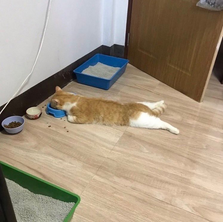 Punch Cat tweet media