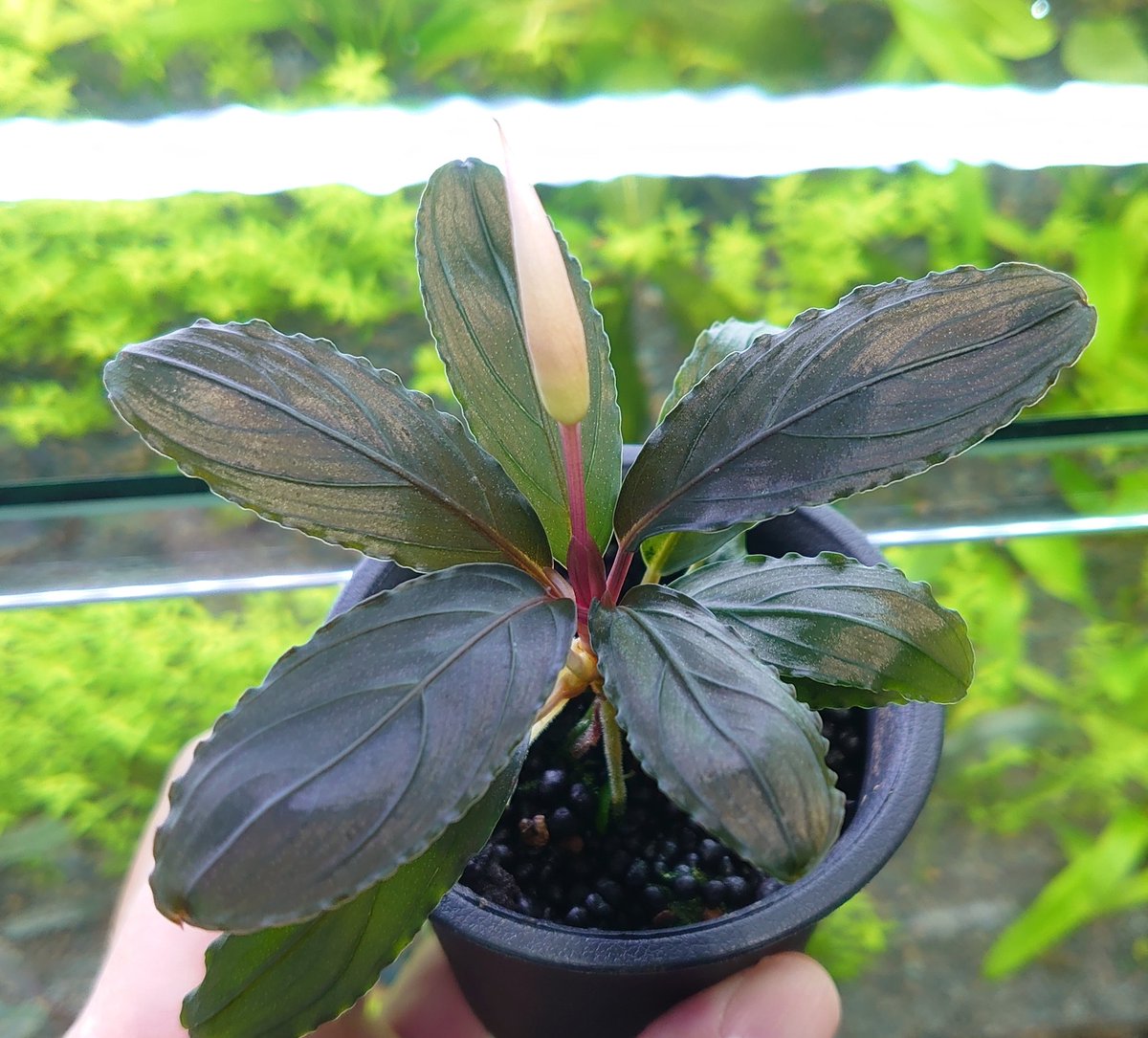 Bucephalandra kishii from Kapuas 【AZ0420-6】 カユラピス2と比べる