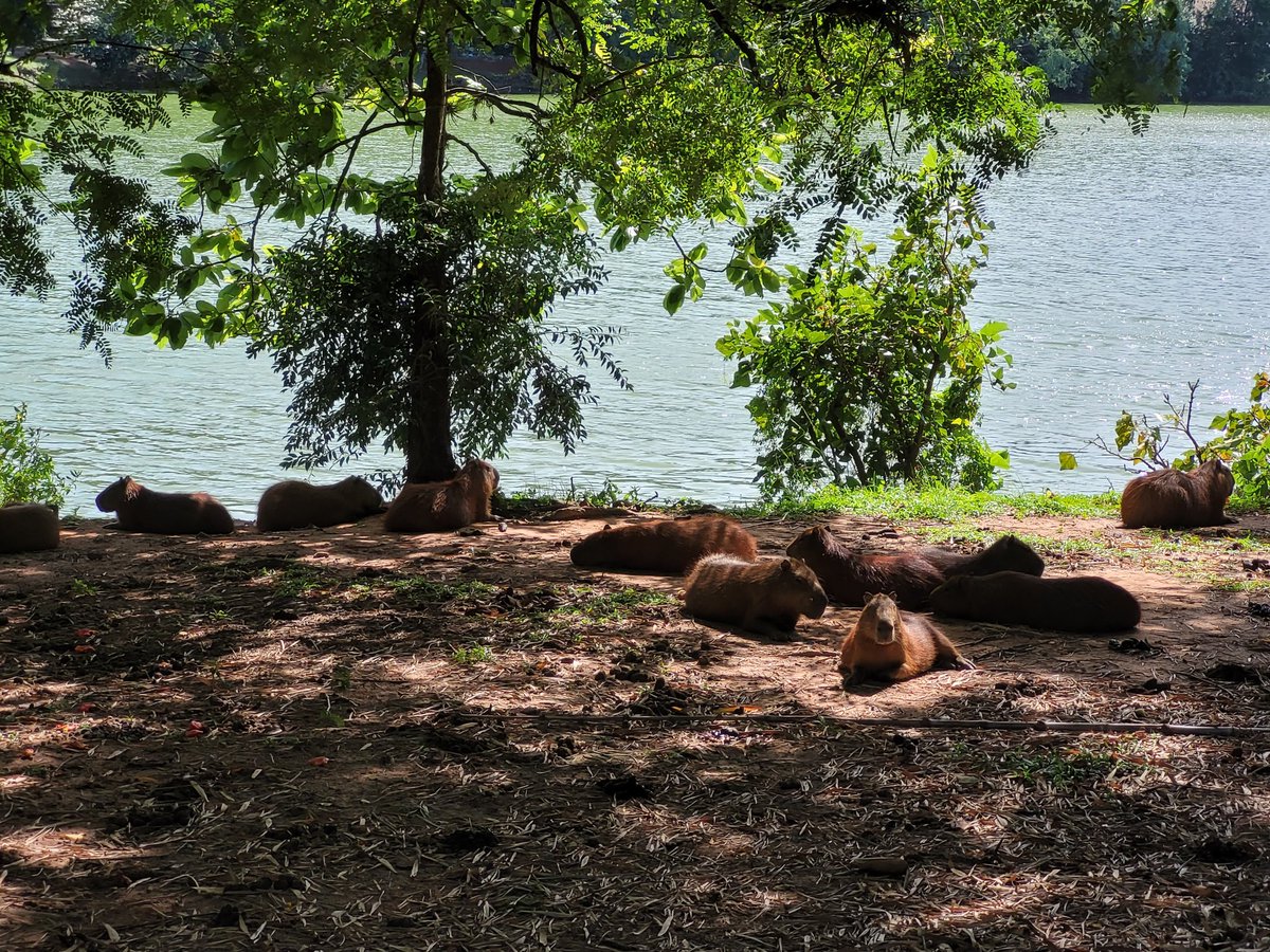 ねこ使い✨️🐈 tweet media