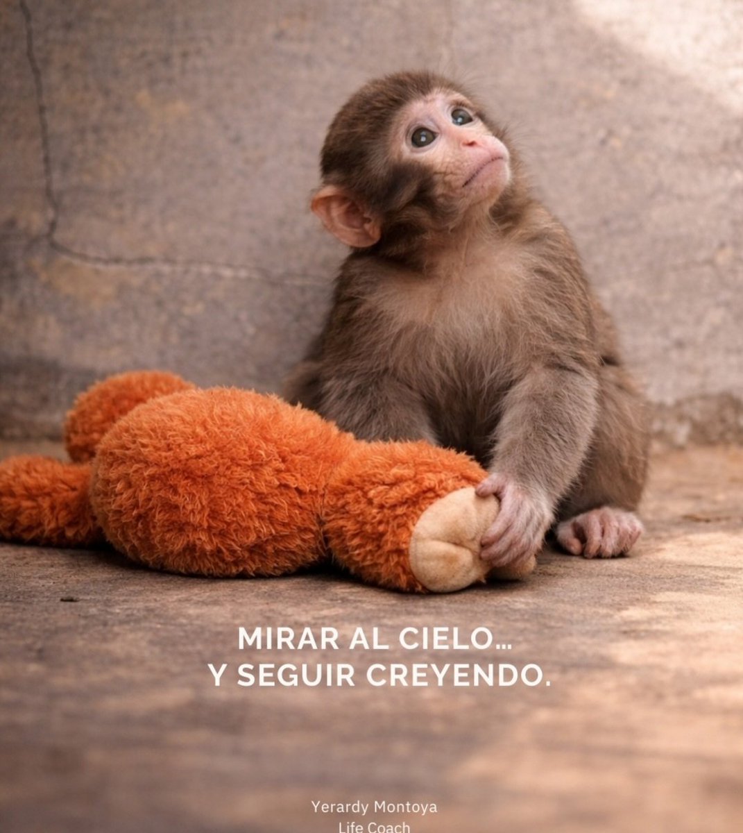 Este monito, nació en un zoo japonés y su madre lo rechazó.  El mundo se conduele por el peluche que utiliza como sosten emocional. Mientras tanto mucha gente hace caso omiso a los miles de niños que mueren de hambre y por los millones maltratados. Asi es la vida.