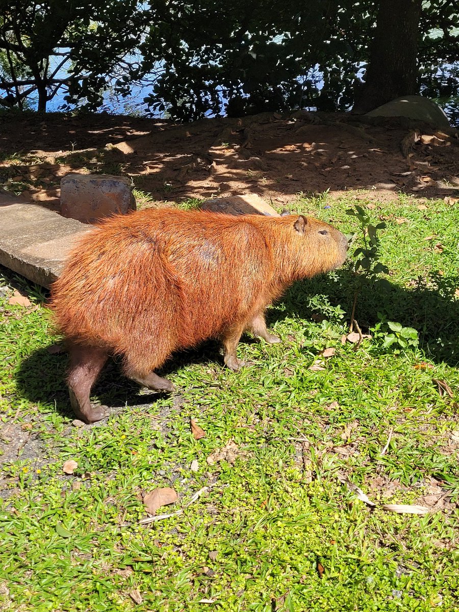 ねこ使い✨️🐈 tweet media