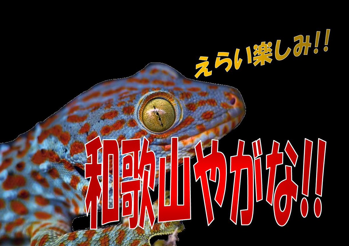 Easy Love Gecko.(y.higashi226) tweet media