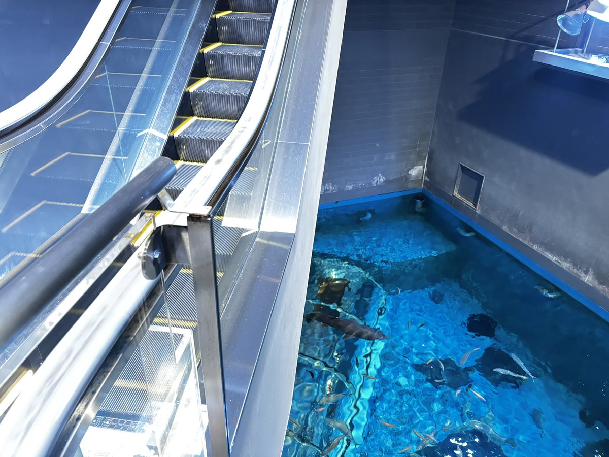 7re____6lO's tweet photo. 激ヤバエスカレーターに乗って大興奮🦈🐠🐟🐡下にネットとか何にもないの！即サメ！最高！ https://t.co/bohEkuyDYG