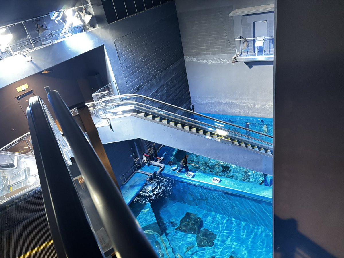 7re____6lO's tweet photo. 激ヤバエスカレーターに乗って大興奮🦈🐠🐟🐡下にネットとか何にもないの！即サメ！最高！ https://t.co/bohEkuyDYG