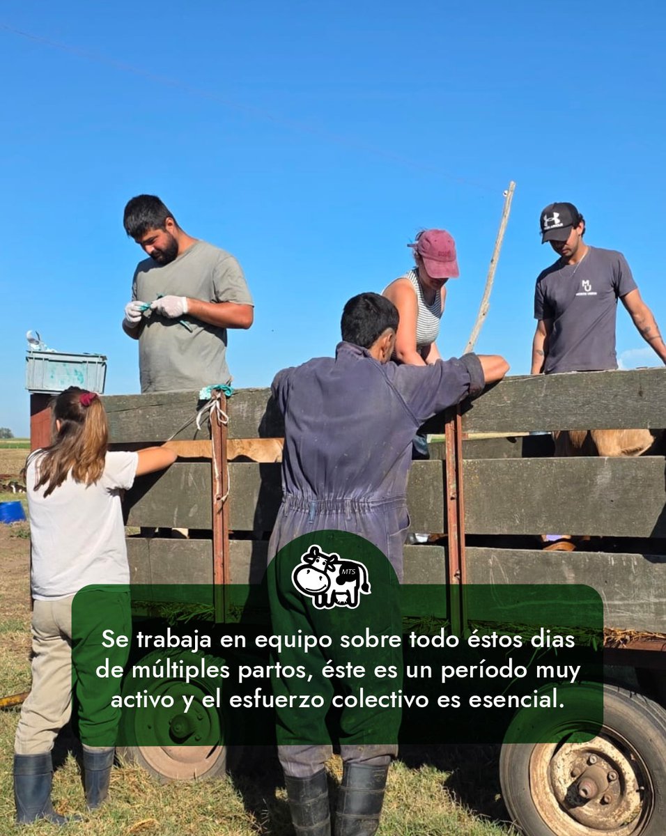 MAtias_Peluffo's tweet photo. Uno de nuestros #tambos de parición estacional de verano-otoño. #kiwicross #pastoril #crianzacolectiva #equipodetrabajo https://t.co/t1rg1s0h9V