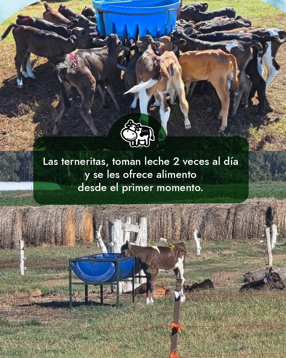 MAtias_Peluffo's tweet photo. Uno de nuestros #tambos de parición estacional de verano-otoño. #kiwicross #pastoril #crianzacolectiva #equipodetrabajo https://t.co/t1rg1s0h9V