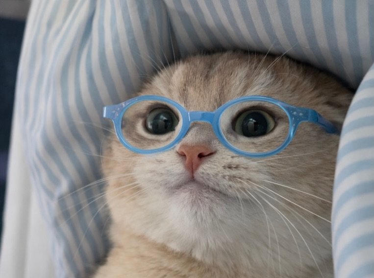 Miaw (@miaw) on Twitter photo 