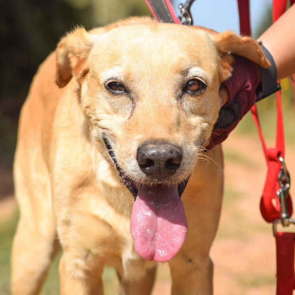 #VALENCIA
#ALDO tiene 10 años, fue adoptado de bebé y ahora, después de toda la vida en un hogar y tras el fallecimiento de su humano... ha vuelto a la prote 😓.

Le está costando adaptarse. Todo es nuevo. Y aunque es muy bueno con las personas y con sus compañeros, le cuesta