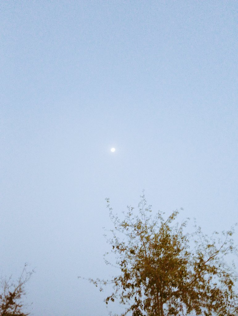 Musafir_921's tweet photo. "दिन की मसरूफियतों में कहीं खो न जाना,
देखो नीला आसमां आज सफेद चांद लिए बैठा है।"
#TodayMoon 🌙🤍 https://t.co/3nZ5A3law5