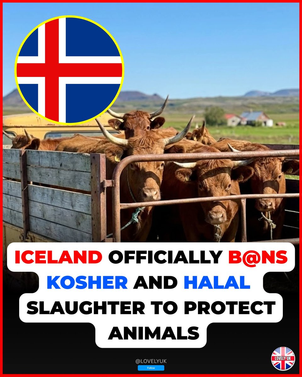 Guinevere55's tweet photo. 🚨👇Iceland has officially banned kosher and halal slaughter — no more non-stun methods, all animals must be stunned before slaughter to protect welfare. 🇮🇸🔥
#AnimalWelfareFirst #NoNonStunSlaughter #HumaneSlaughter https://t.co/BCOmuEXDpX