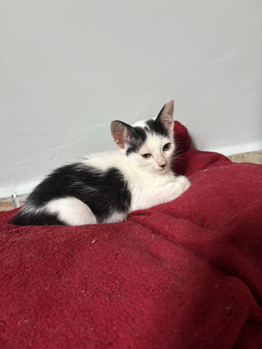 motomami tweet media