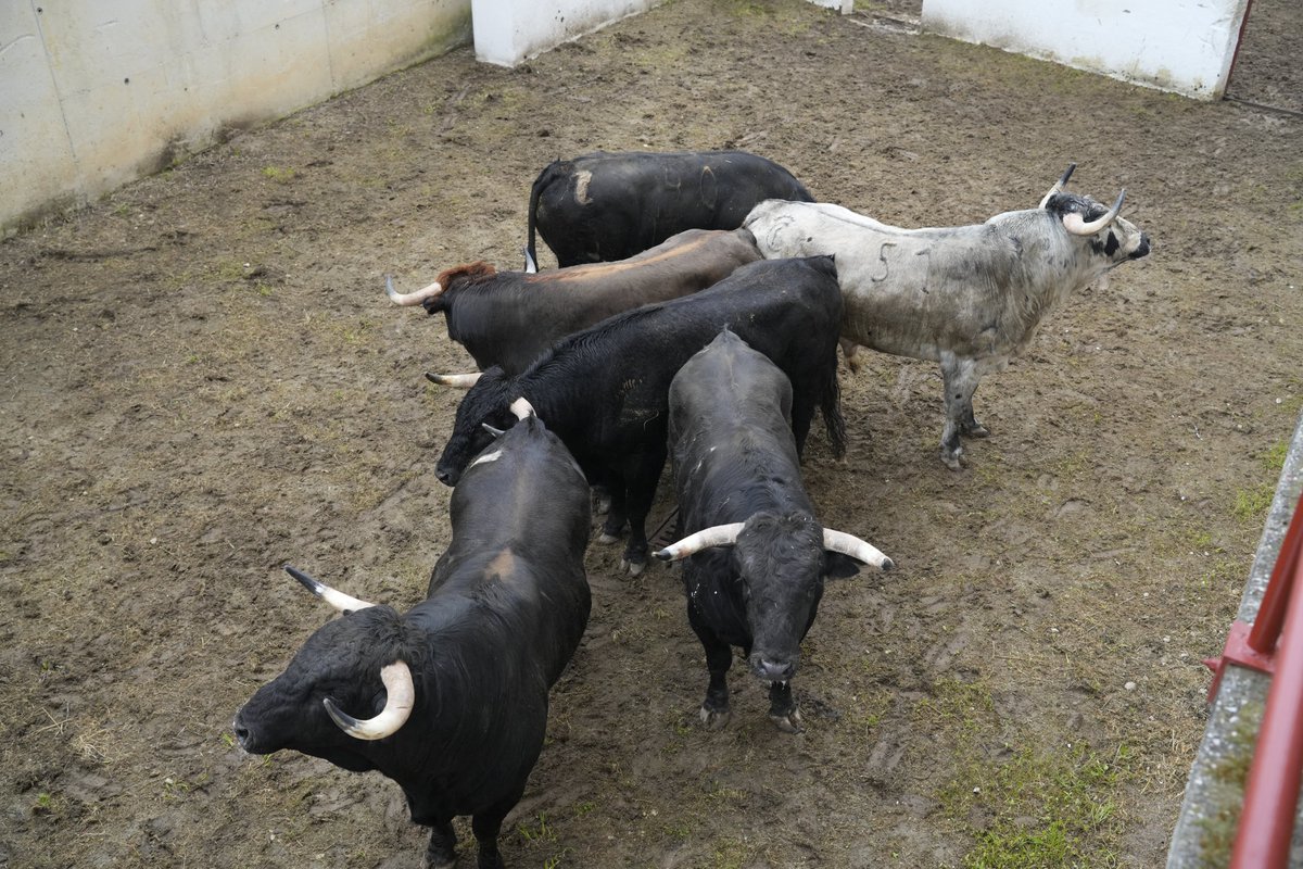 El desembarco de los novillos en La Montera generó gran expectación entre los aficionados
noticiasdelavilla.net/el-desembarco-…