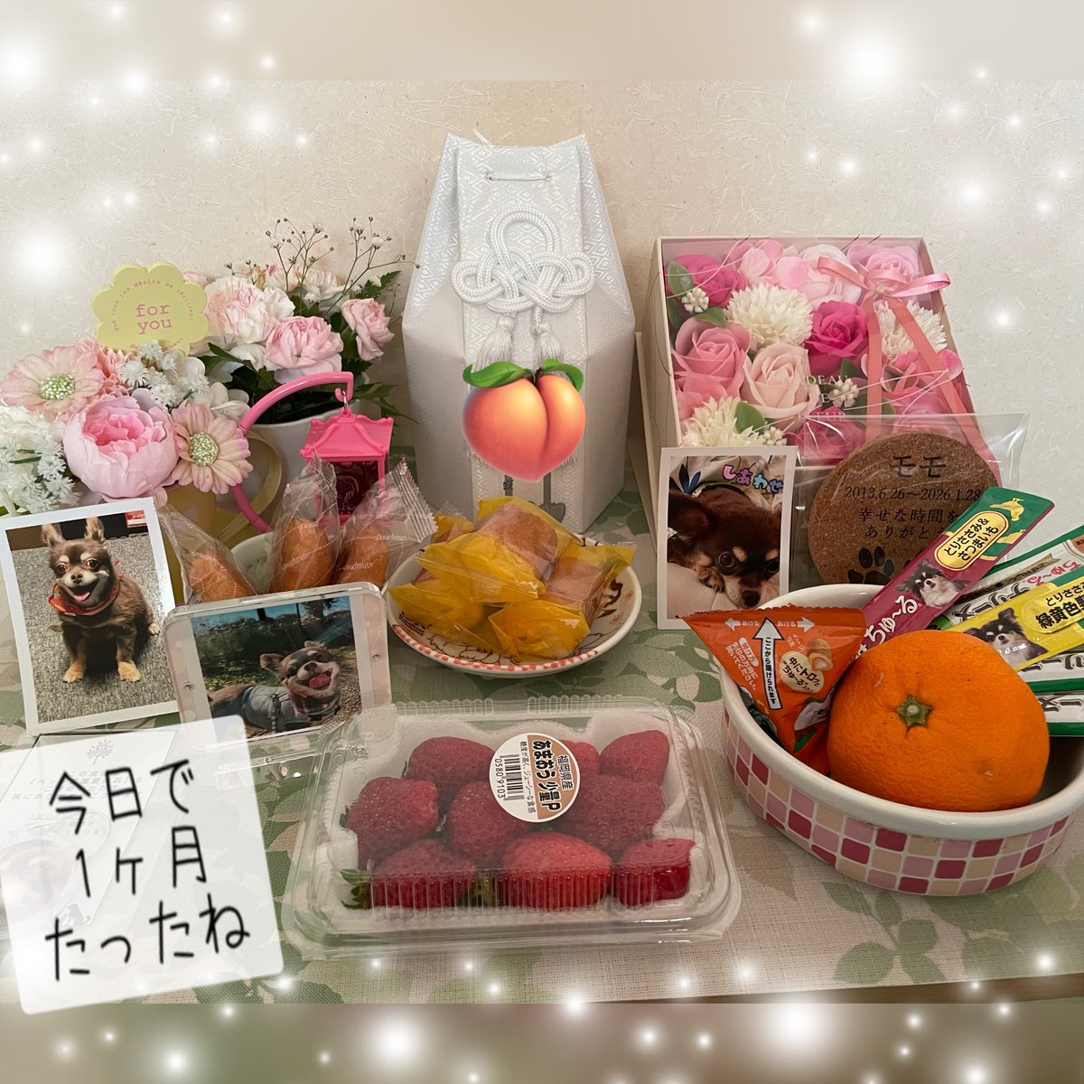 Choco3Momo6's tweet photo. モモちゃんが居なくなって１ヶ月経ちました🍑
楽しかった思い出が涙と共に溢れ出す日々を過ごしている飼い主😭ですが今日、亡くなってから初めて夢にモモが現れてくれました🐶朝から嬉しくてよく晴れた空に向かってありがとう！と声をかけました🍀
 #チワワ  #犬好きさんと繋がりたい   #チワワ党 https://t.co/WNRoV9Wa5i
