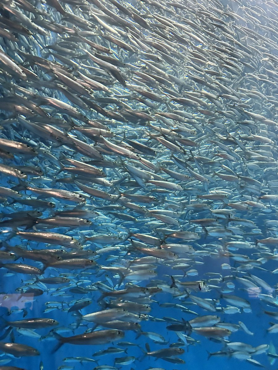 itarunagata's tweet photo. @tan_sui_kabutz 太陽の光が差し込んで「宗教画みたい」と表現している人がいた。魚はいいぞ！

画像は名古屋港水族館のマイワシ。 https://t.co/1SsTlID8rO