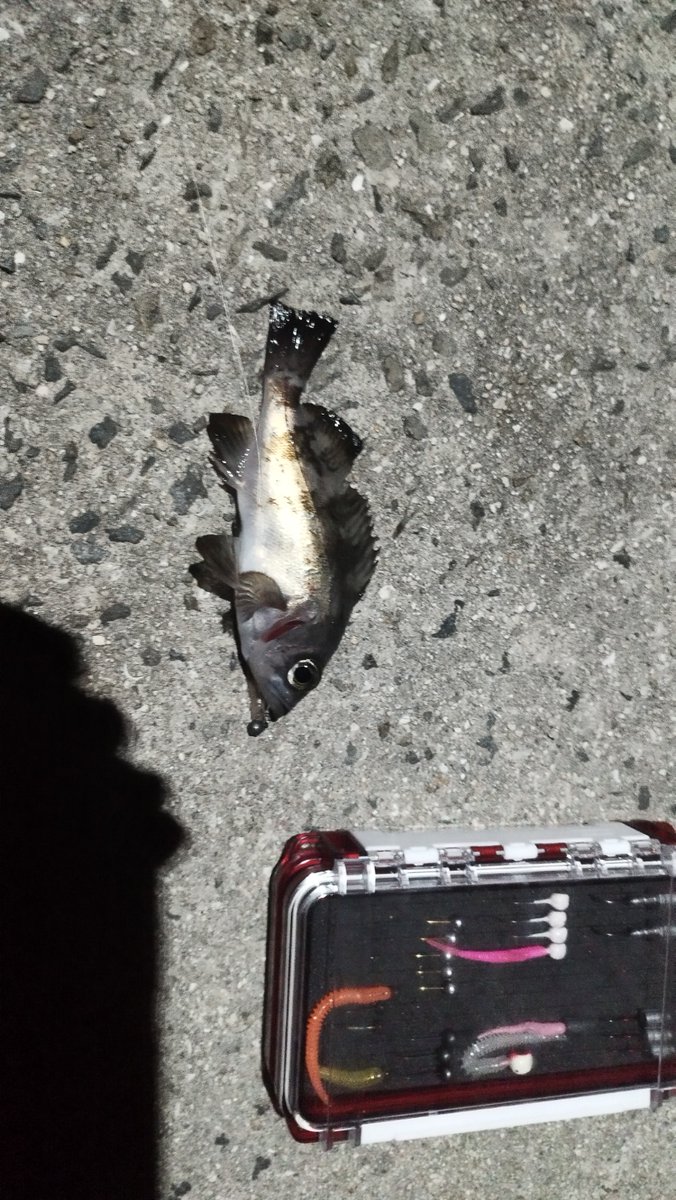 文次＠タフト垢 tweet media