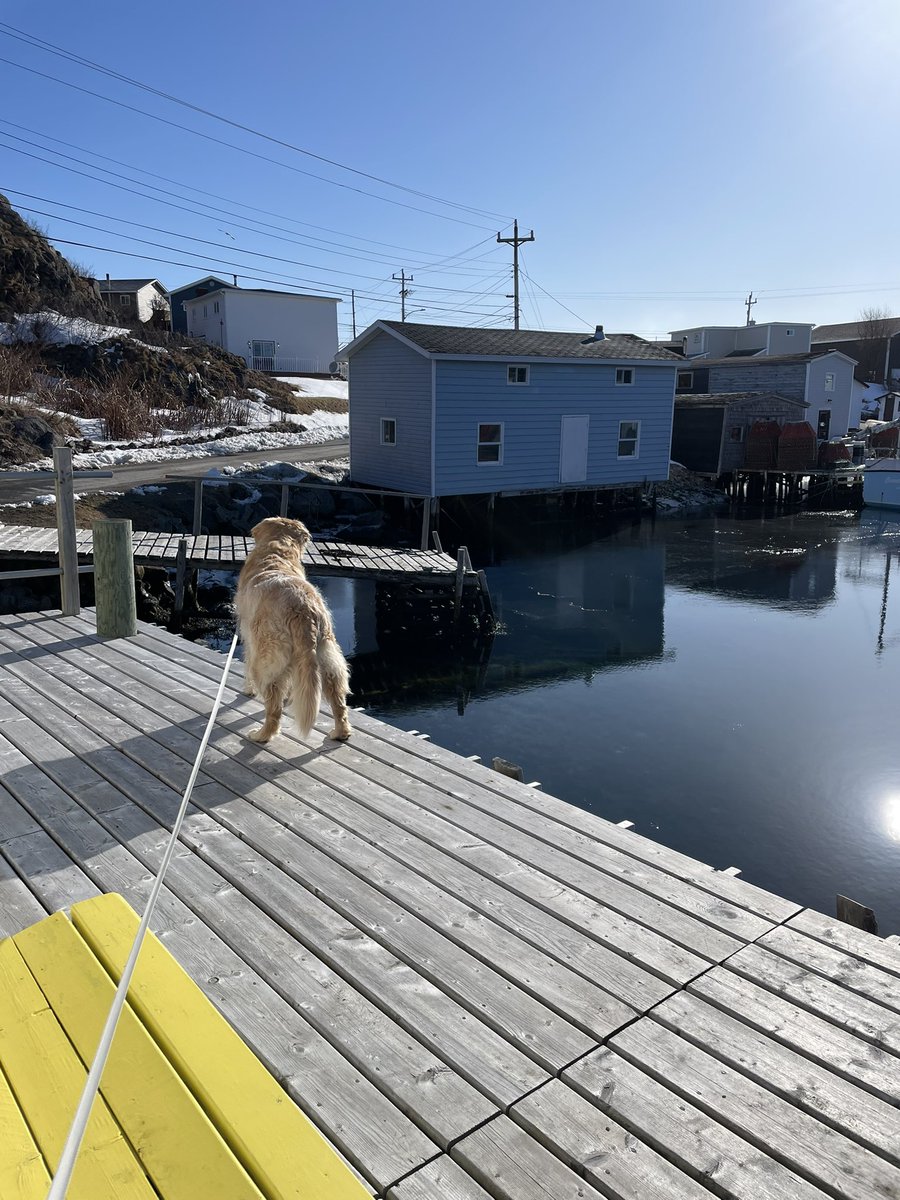 Karen Banfield Hare tweet media