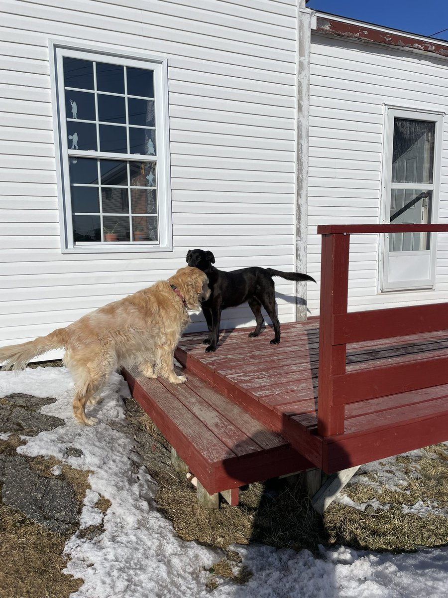 Karen Banfield Hare tweet media