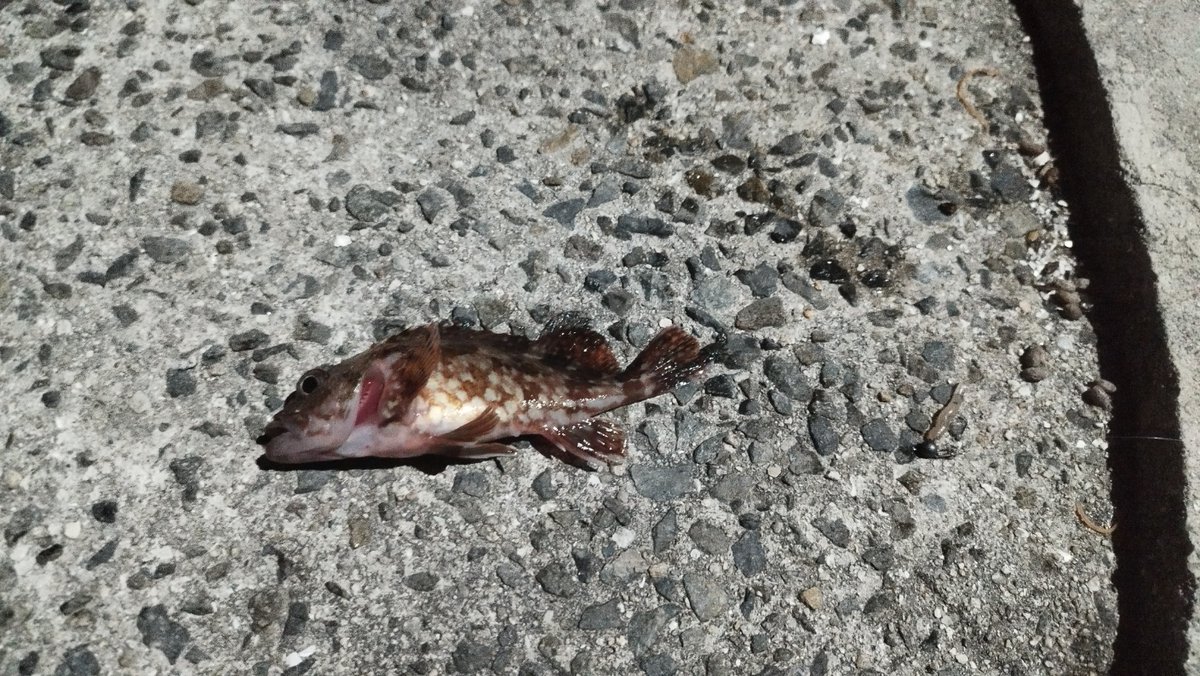 文次＠タフト垢 tweet media