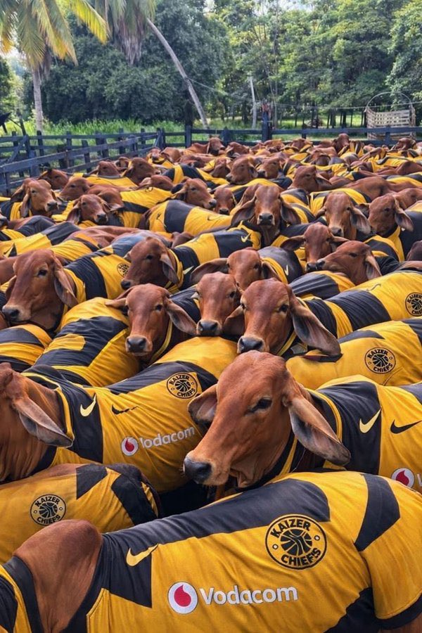 Kaizer Chiefs 😭😭😭😭😭😭😭