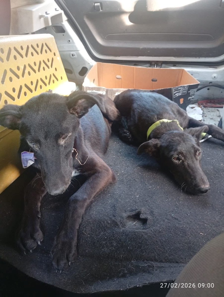 Una sola persona nos dono y no podemos,ni cubrir el traslado para la veterinaria 😔
Estamos a fin de mes es más difícil pero pedimos por favor un granito de arena o RT 💔
 tienen moquillo ⚠️🙌
ALIAS PATITASBUDGE 
ALIAS PATITASBUDGEOK 
MAGDALENA CACERES