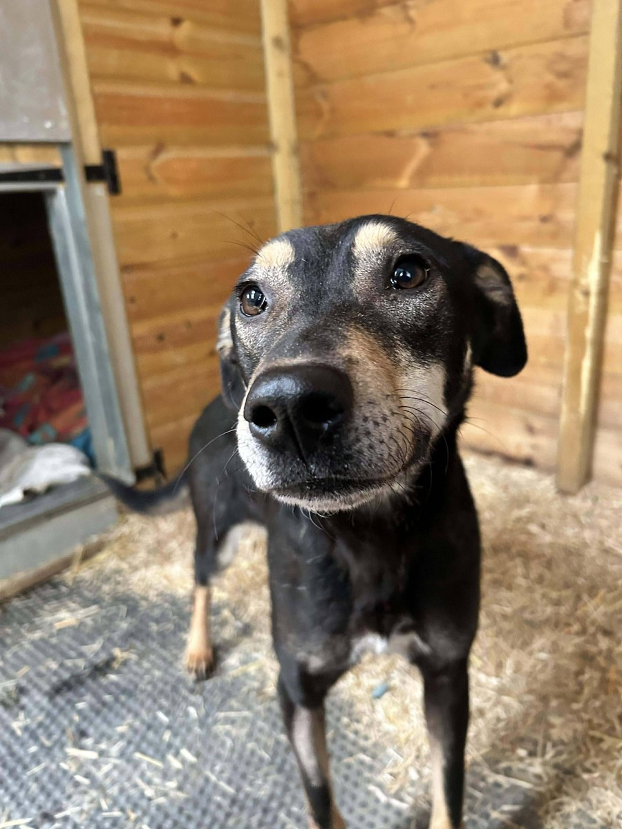 Pawprints to Freedom Rescue🐾 tweet media