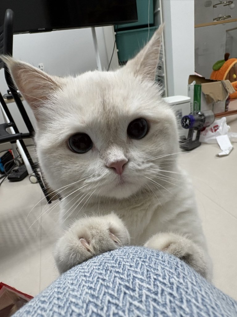_chnonn's tweet photo. 哈喽👋 https://t.co/aPTxahHyNK