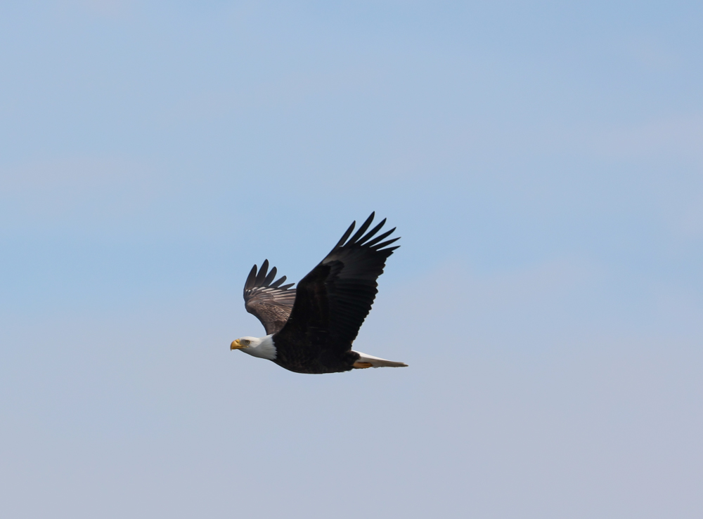 bill_pine's tweet photo. I did a little eagle watching on the Hudson River this week. https://t.co/IyxeRU3TVq
