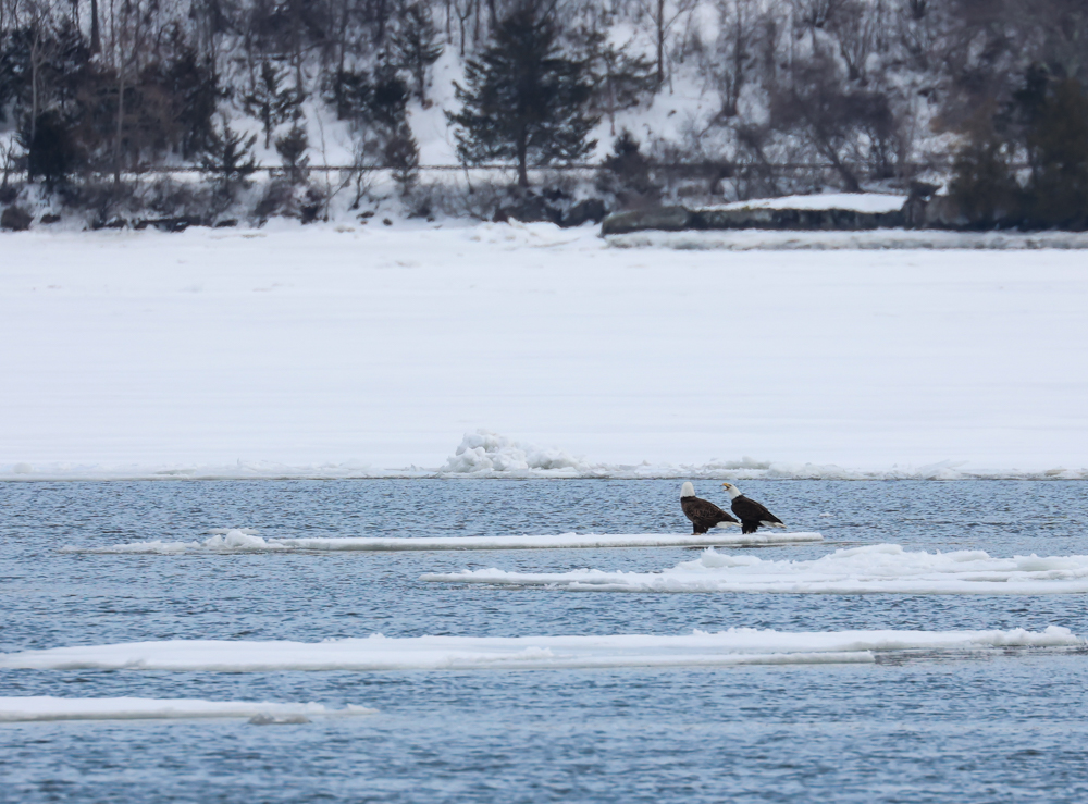 bill_pine's tweet photo. I did a little eagle watching on the Hudson River this week. https://t.co/IyxeRU3TVq