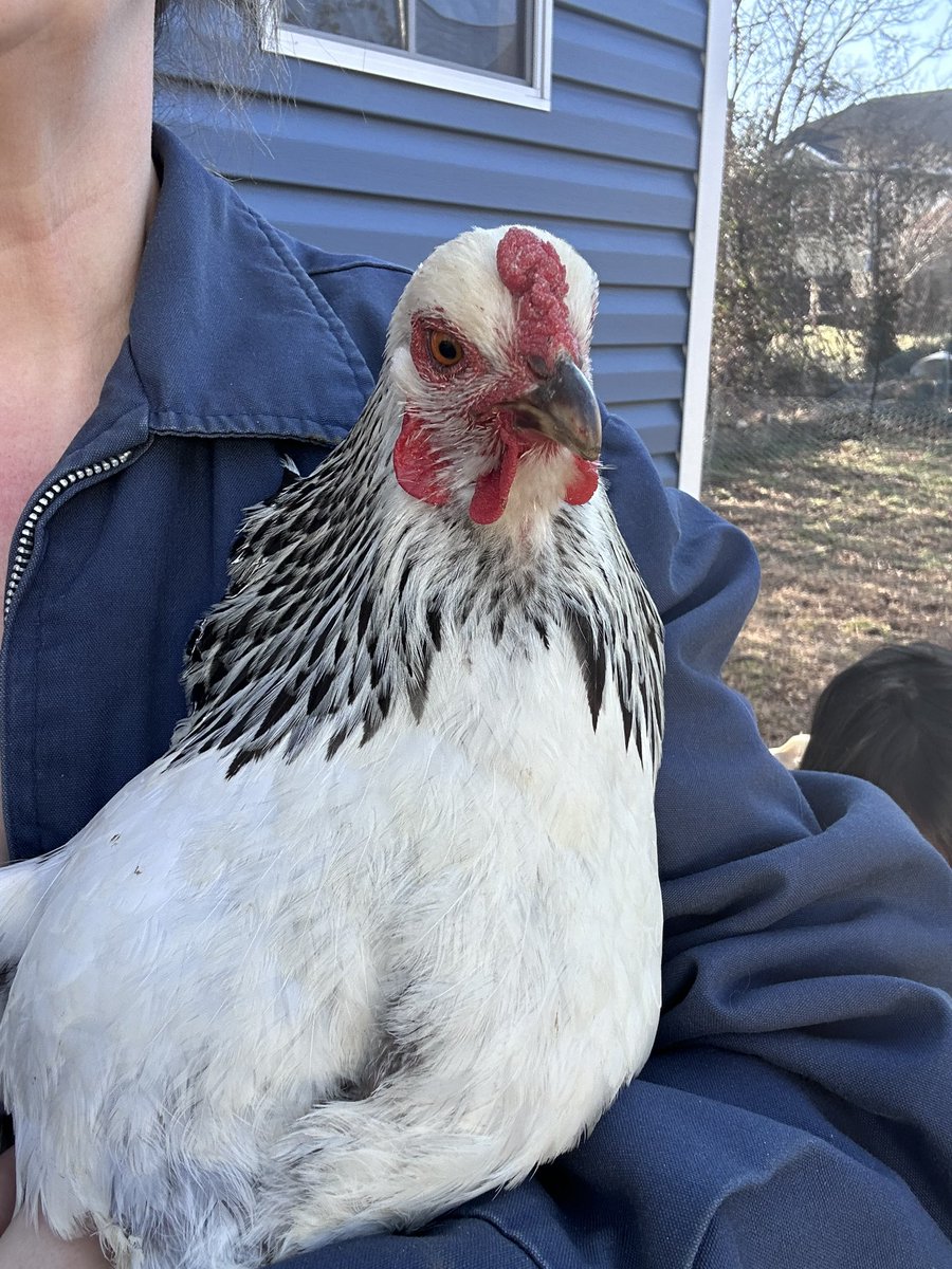 Emily Zanotti 🦝 tweet media