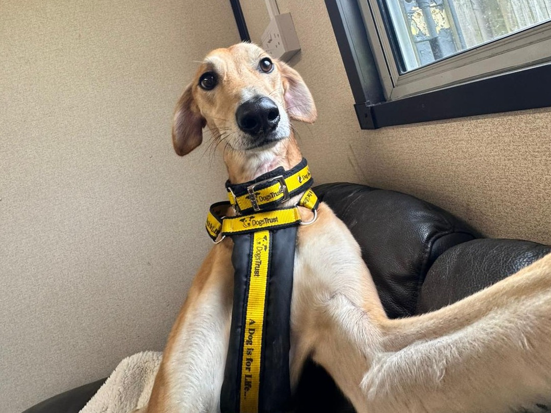 #SelfieSaturday with Lucas Longlegs🤳🐾

Add Lucas to your favourites today👉 bit.ly/4nMC7d5

@dogstrust
#adoptdontshop
#adogisforlife
#dogstrustwestcalder