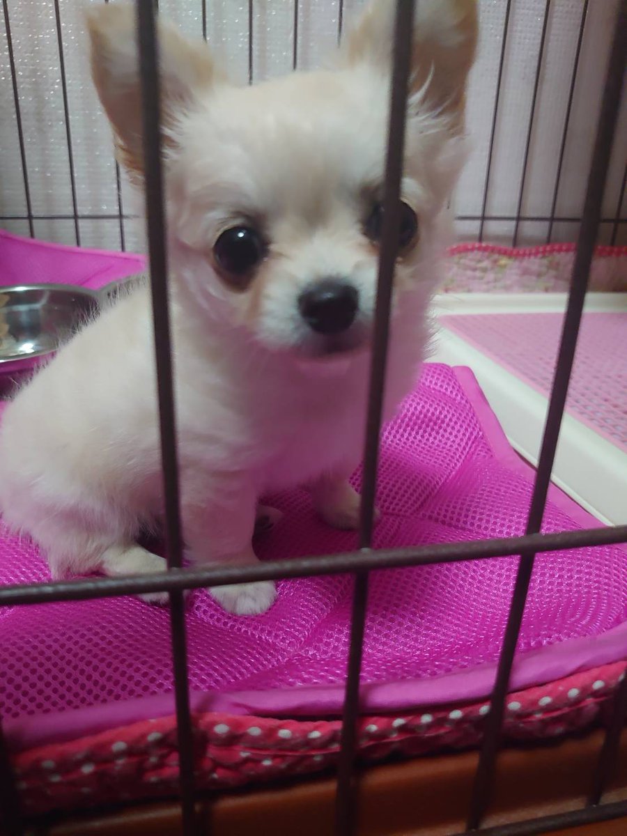 おねえちゃん🐶の赤ちゃんの頃にそっくりのパピちゃんに出会ってしまった✨
また会いに来てくれたの？？
って思ったら連れて帰ってくる以外の選択肢はなかった😌