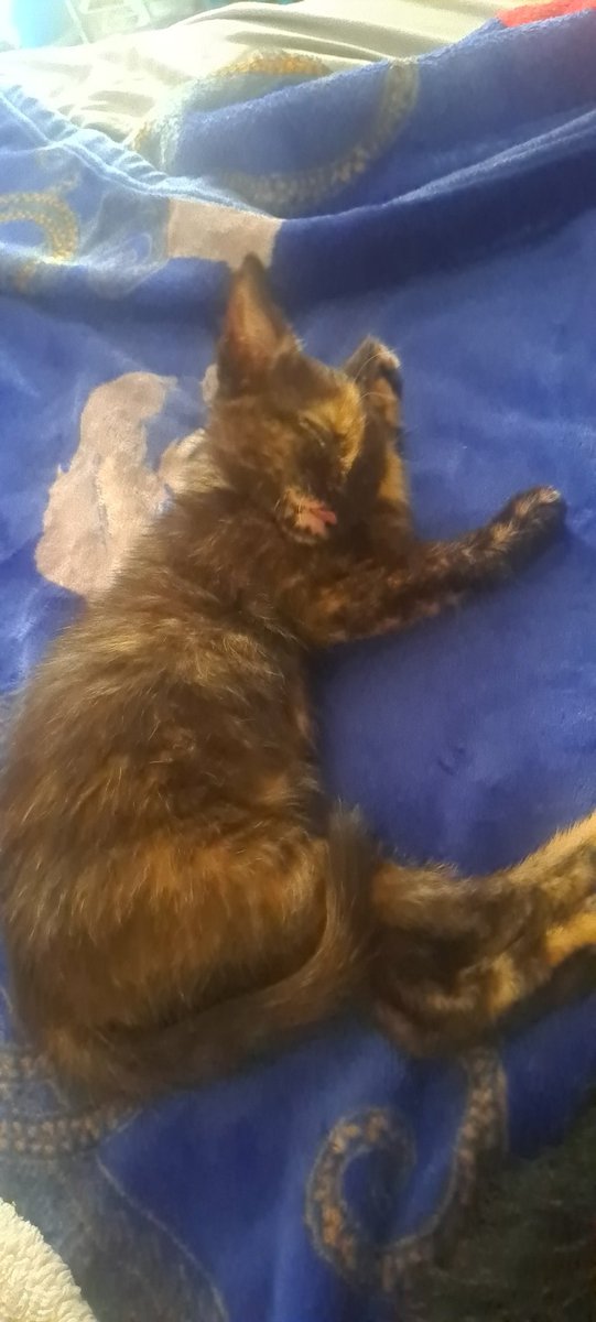 E4everM's tweet photo. Good Morning from Sage and I ๐
#Caturday morning grooming sesh๐ฅฐ #SageMoon #CatsOfTwitter https://t.co/vbAjIB1VUn