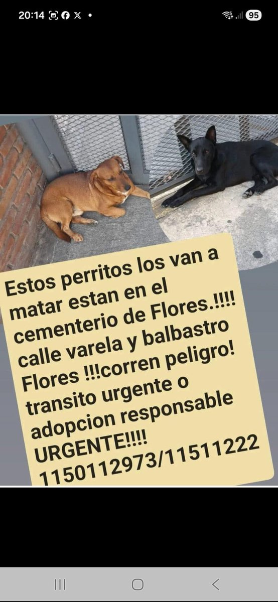 Perritos que corren peligro en el cementerio de Flores. Difundamos para que los adopten .